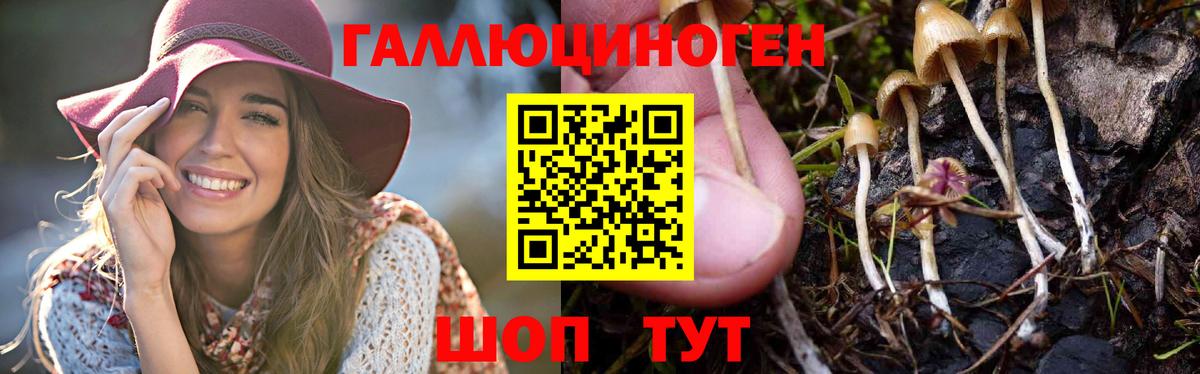 Псилоцибиновые грибы MAGIC MUSHROOMS  цены   Асино  Галлюциногенные грибы Cubensis  Вход с VPN 